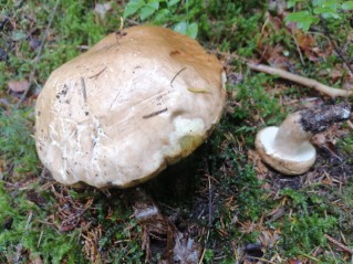 Boletus edulis