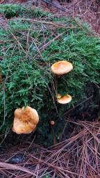 Hygrophoropsis aurantiaca