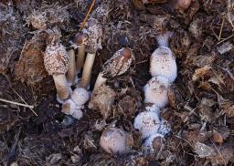 Coprinopsis cinerea