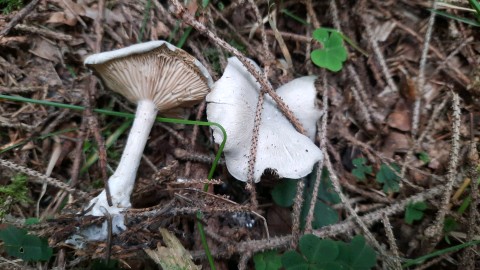 Clitocybe odora