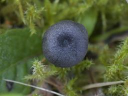 Entoloma chalybeum
