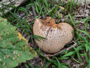 Scleroderma citrinum