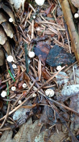 Marasmius bulliardii