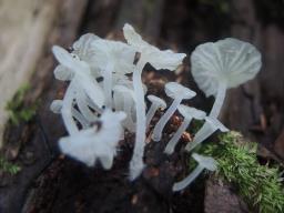 Hemimycena hirsuta