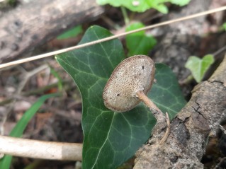 Lentinus brumalis