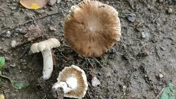 Lactarius ruginosus