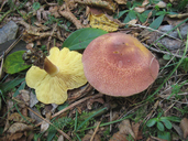Tricholomopsis rutilans