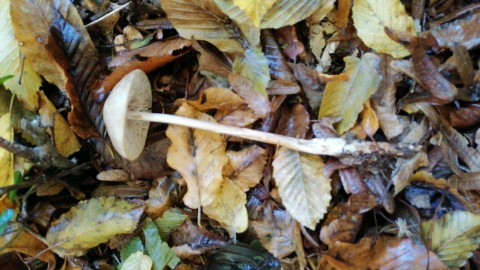 Hymenopellis radicata