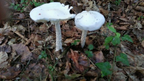 Amanita virosa