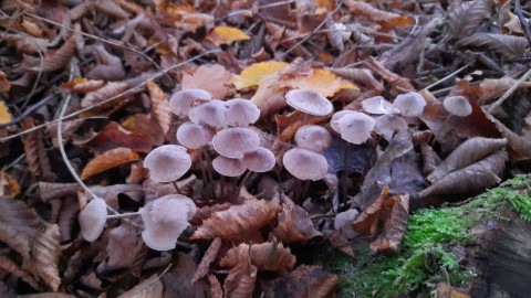 Mycena galericulata