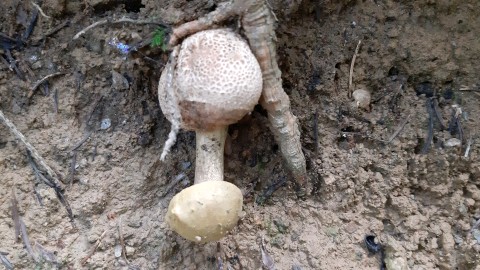 Pseudoboletus parasiticus