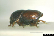Scolytus multistriatus