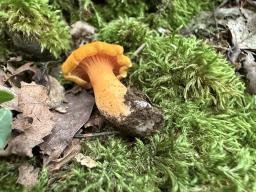 Cantharellus friesii