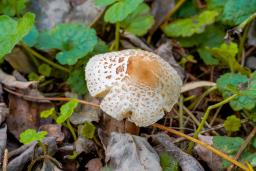 Lepiota lilacea