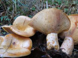 Lactarius salmonicolor