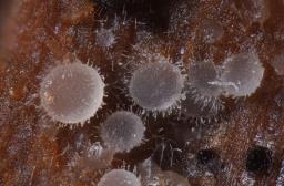 Arachnopeziza leonina