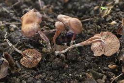 Gymnopus impudicus