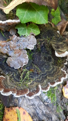 Auricularia mesenterica