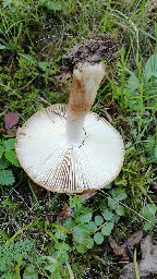 Russula foetens