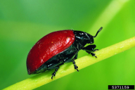 Chrysomela populi