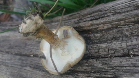 Lentinus substrictus