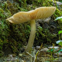 Pluteus petasatus