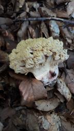 Ramaria sanguinea