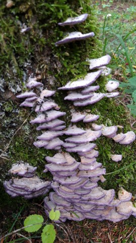 Trichaptum biforme