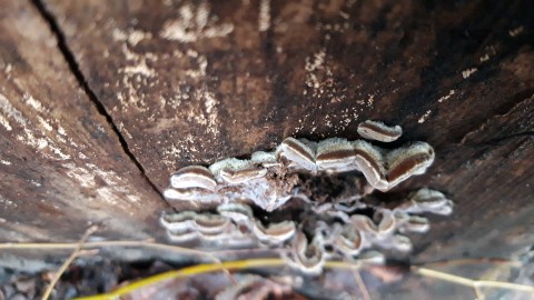 Auricularia mesenterica