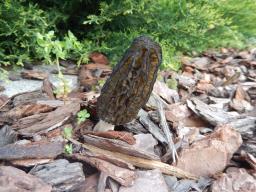 Morchella importuna