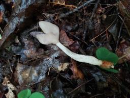 Helvella elastica