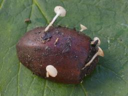 Hymenoscyphus fructigenus