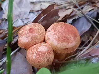 Cortinarius bolaris