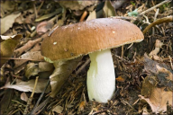 Russula integra