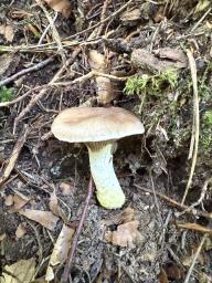 Gomphidius glutinosus