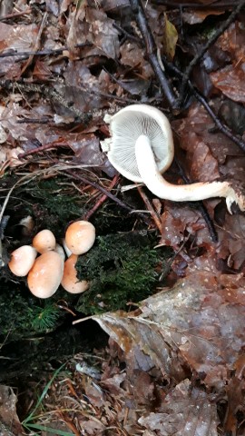 Hypholoma capnoides