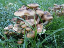 Armillaria mellea
