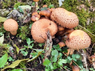 Pholiota squarrosa