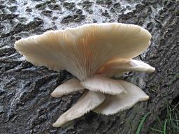 Pleurotus populinus