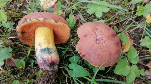 Suillellus queletii