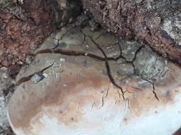 Ganoderma applanatum