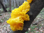 Tremella mesenterica