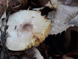 Tricholoma scalpturatum