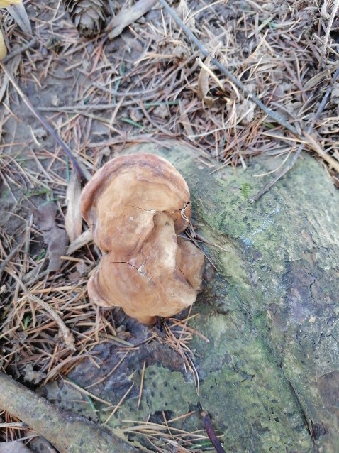 Ganoderma carnosum