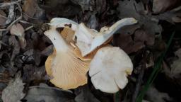 Cantharellus pallens