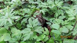 Morchella vulgaris