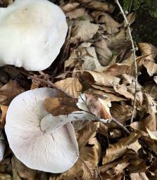 Lepista glaucocana