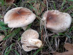 Hygrophorus discoideus