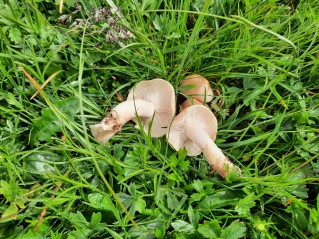 Calocybe gambosa