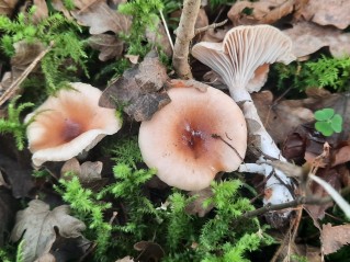 Hygrophorus discoideus